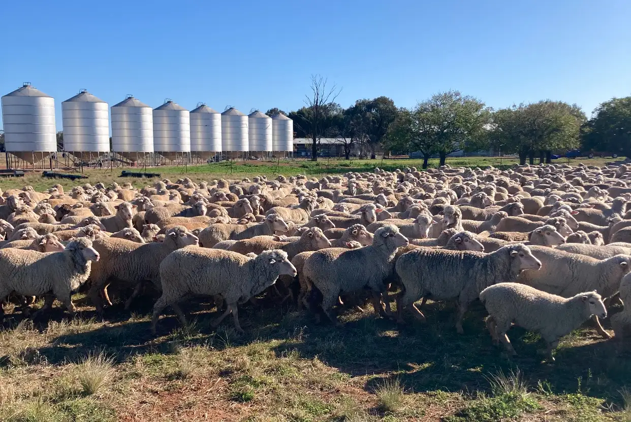 Main view of Homely rural property listing, 513 Condobolin - Trundle Road, Trundle NSW 2875
