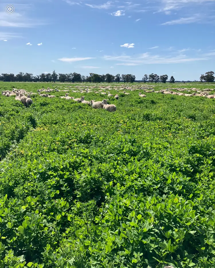 Fourth view of Homely rural property listing, 513 Condobolin - Trundle Road, Trundle NSW 2875