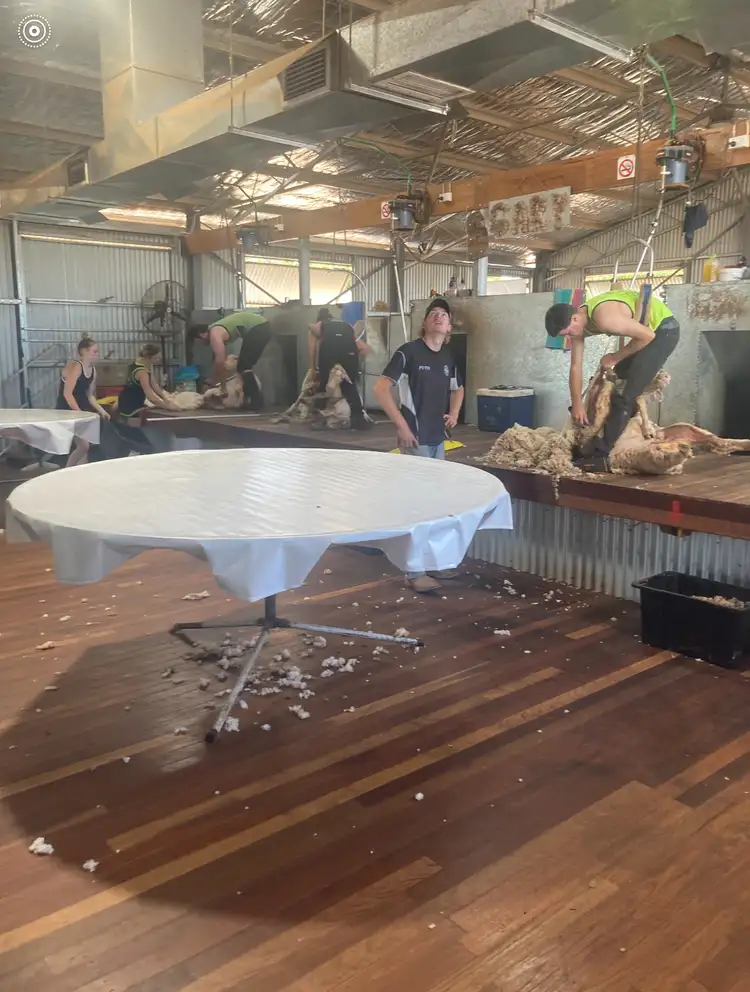 Seventh view of Homely rural property listing, 513 Condobolin - Trundle Road, Trundle NSW 2875