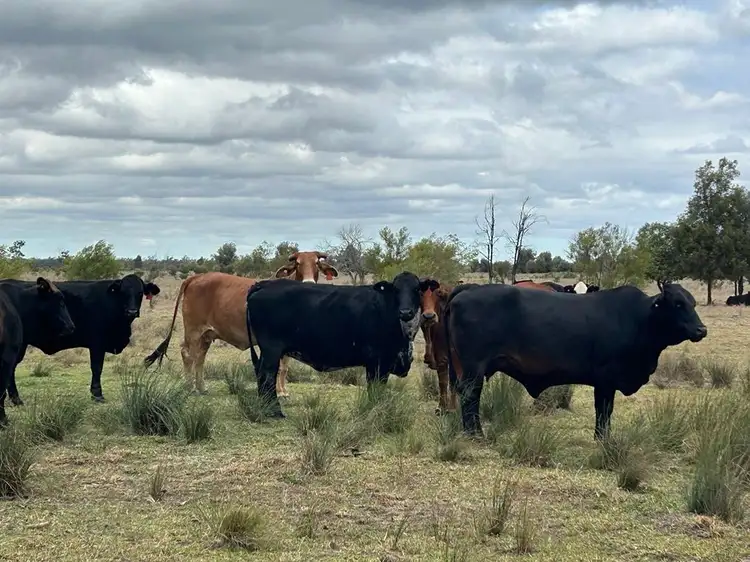 Second view of Homely rural property listing, 1369 Yagaburne-Boondandilla Road, Moonie QLD 4406