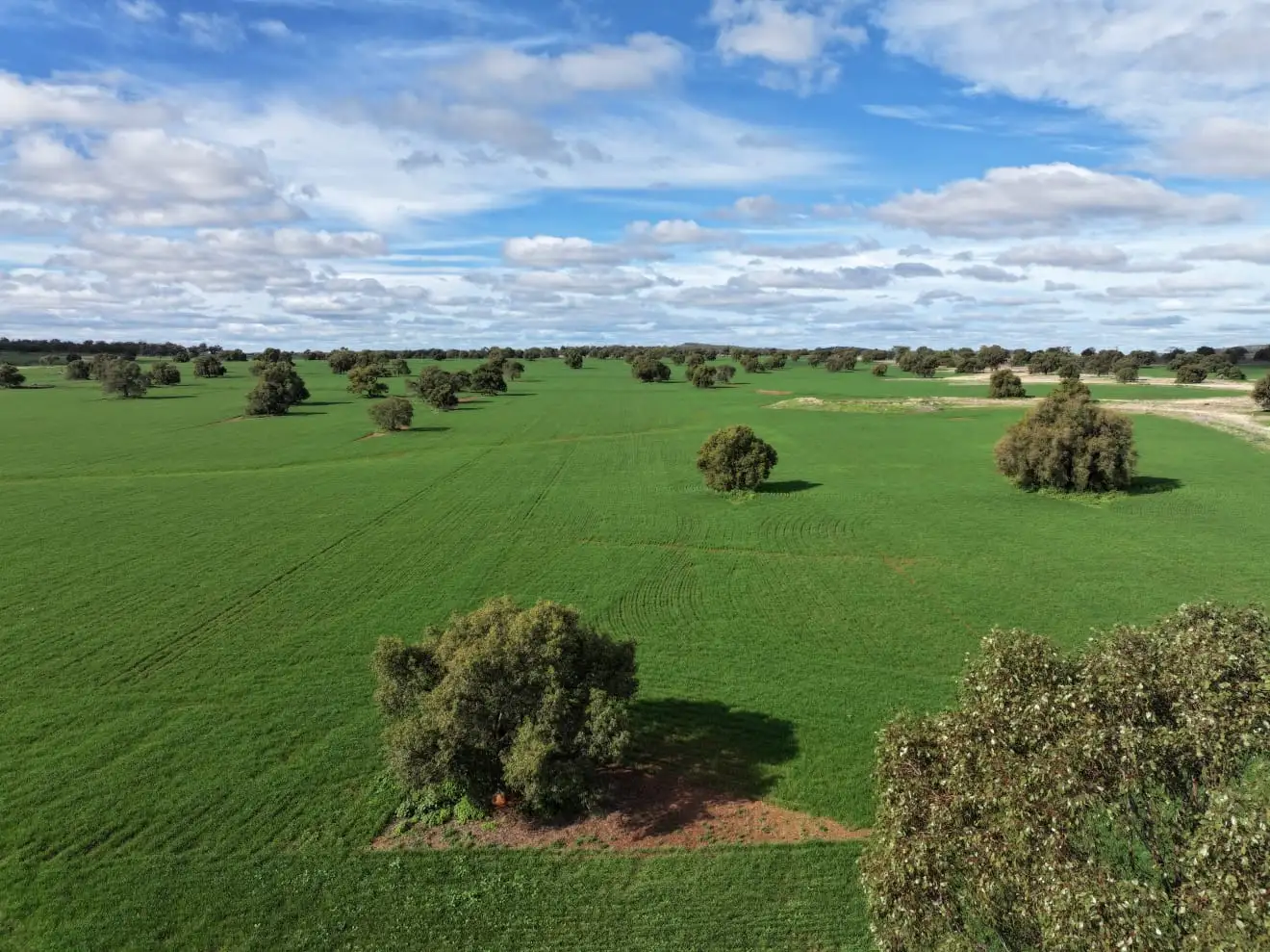 Main view of Homely rural property listing, "Roseleigh" Roseleigh Road, Trundle NSW 2875