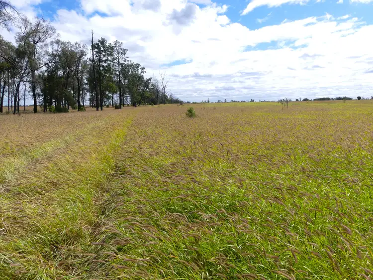 Fourth view of Homely rural property listing, 'Broadmarsh' 4731 Yuleba - Surat Road, Surat QLD 4417