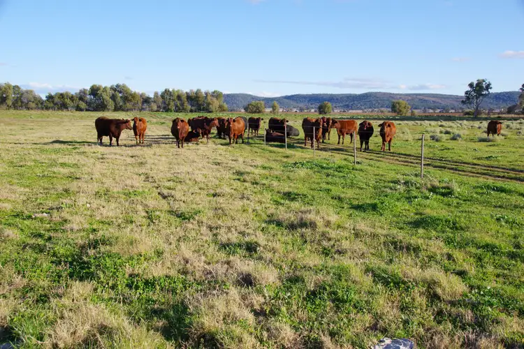 207 Henriendi Lane, Narrabri NSW 2390