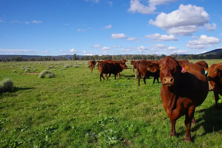 Fifth view of Homely rural property listing, 207 Henriendi Lane, Narrabri NSW 2390
