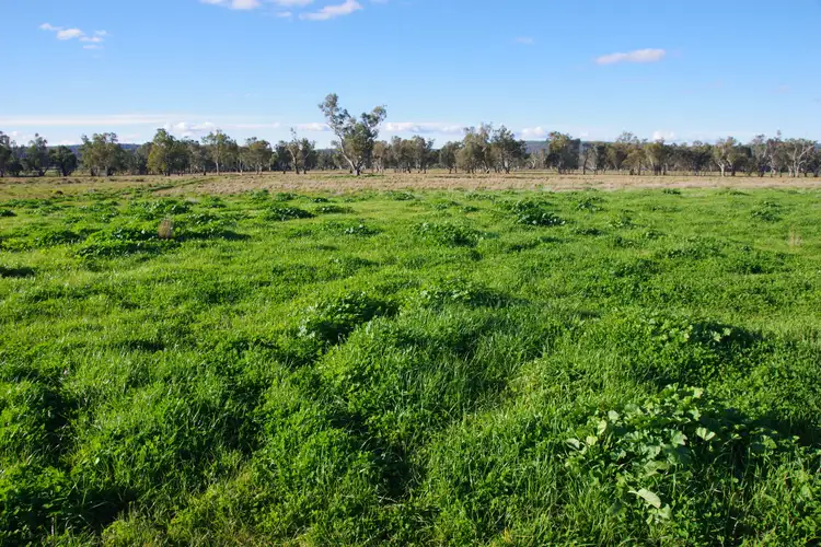 Seventh view of Homely rural property listing, 207 Henriendi Lane, Narrabri NSW 2390