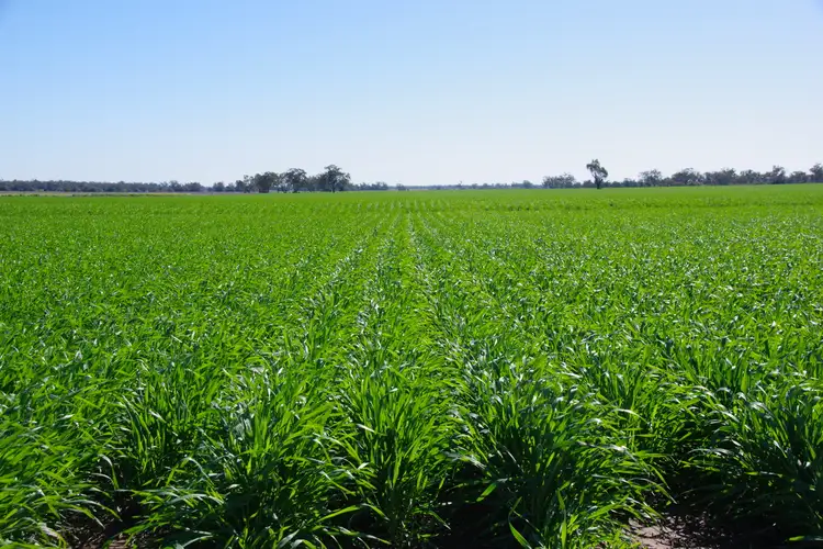 Fourth view of Homely rural property listing, 637 Mellburra Road, Narrabri NSW 2390