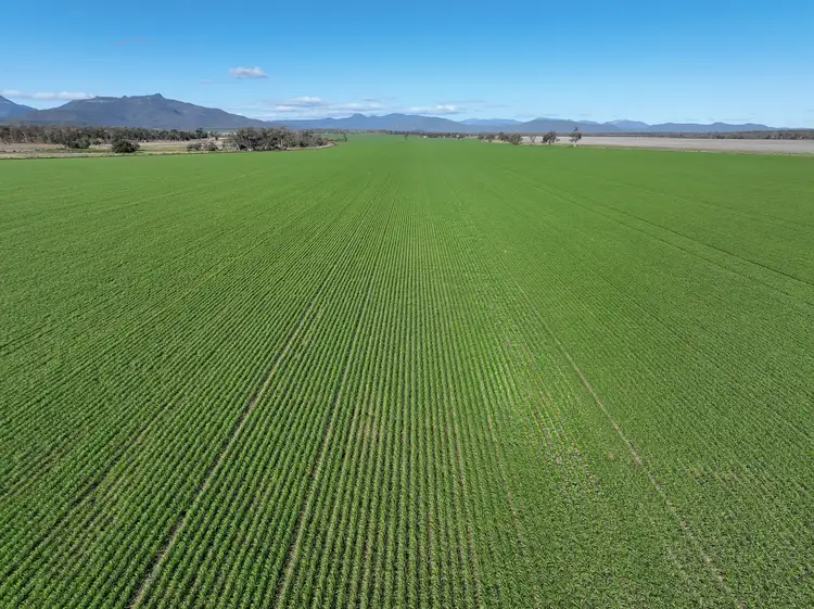 Fifth view of Homely rural property listing, 637 Mellburra Road, Narrabri NSW 2390