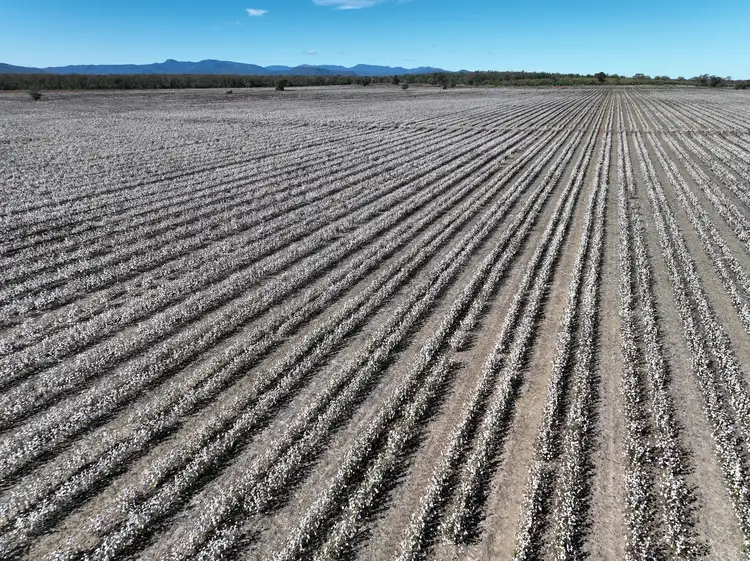 Second view of Homely rural property listing, 788 Couradda Road, Narrabri NSW 2390