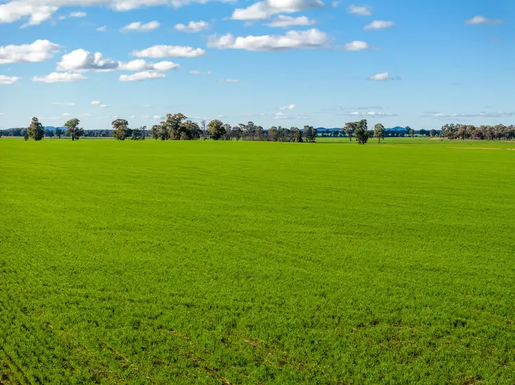Second view of Homely rural property listing, 795 Younga Plains Rd, West Wyalong NSW 2671