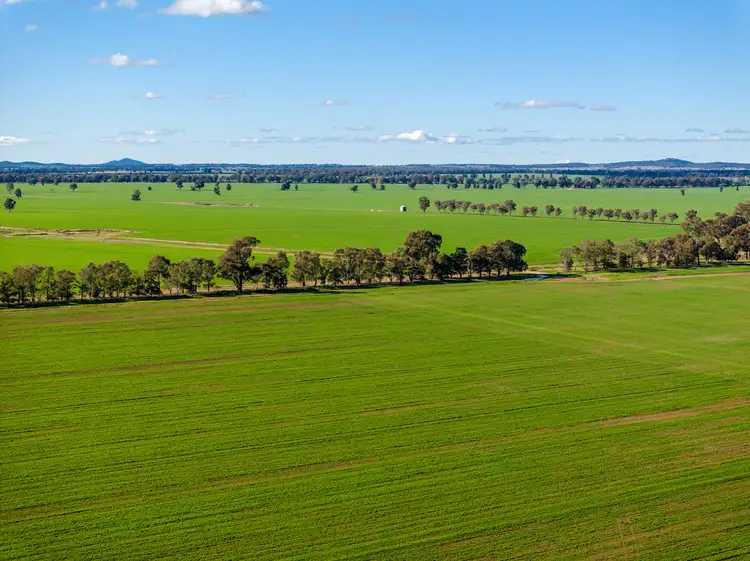 Third view of Homely rural property listing, 795 Younga Plains Rd, West Wyalong NSW 2671