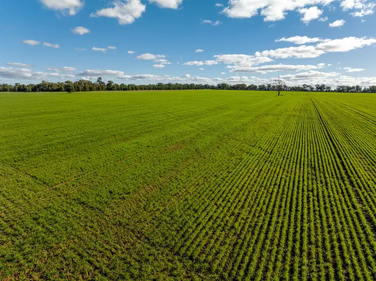 Fourth view of Homely rural property listing, 795 Younga Plains Rd, West Wyalong NSW 2671
