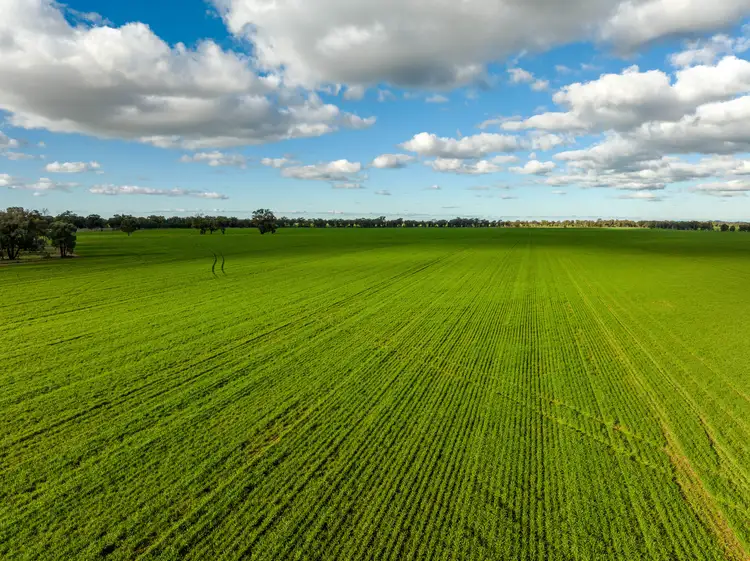Sixth view of Homely rural property listing, 795 Younga Plains Rd, West Wyalong NSW 2671
