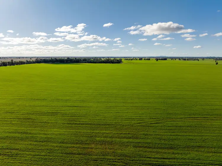 Seventh view of Homely rural property listing, 795 Younga Plains Rd, West Wyalong NSW 2671
