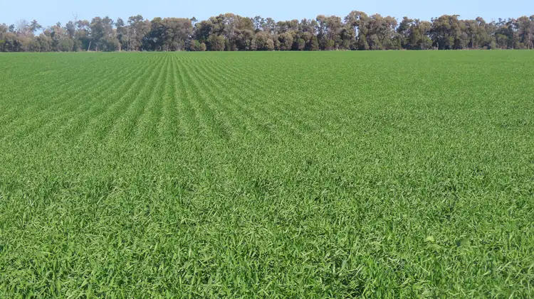 "Carpendale Agri" Gore Hwy, Goondiwindi QLD 4390