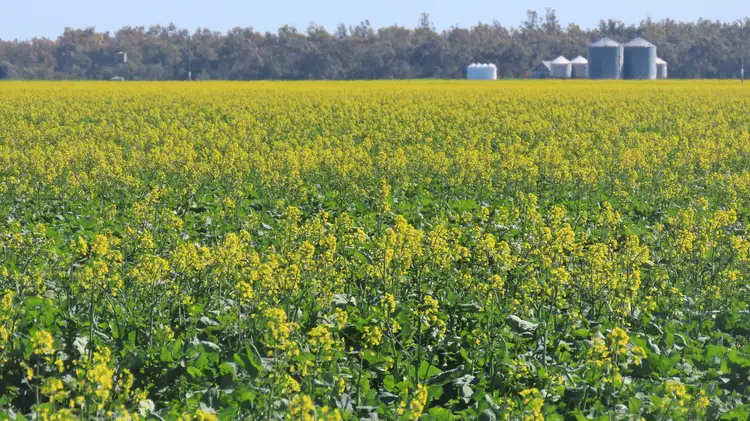 Third view of Homely rural property listing, "Carpendale Agri" Gore Hwy, Goondiwindi QLD 4390