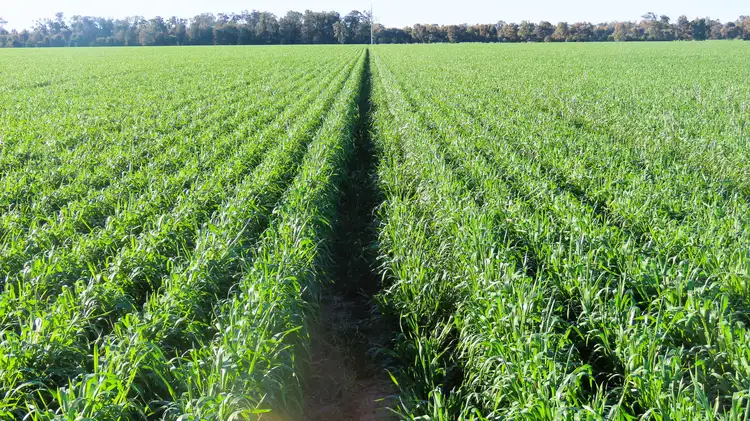 Fourth view of Homely rural property listing, "Carpendale Agri" Gore Hwy, Goondiwindi QLD 4390