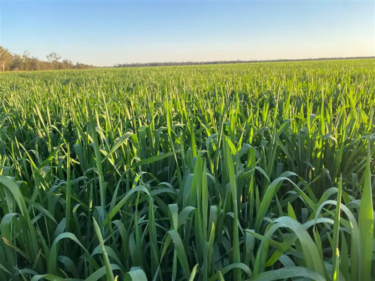 Fifth view of Homely rural property listing, "Carpendale Agri" Gore Hwy, Goondiwindi QLD 4390