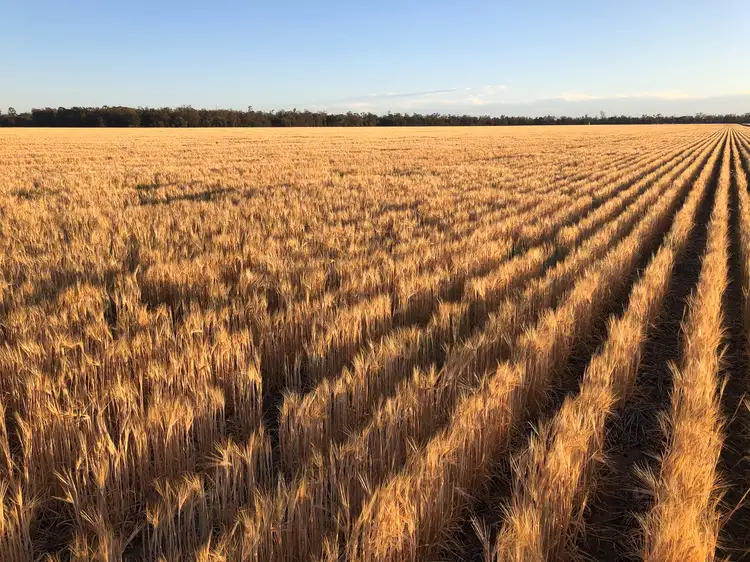 Sixth view of Homely rural property listing, "Carpendale Agri" Gore Hwy, Goondiwindi QLD 4390