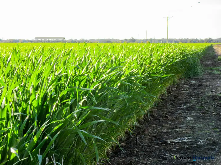 Fourth view of Homely rural property listing, 621 Ross Road, Kaarimba VIC 3635