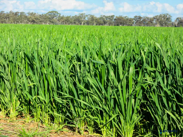 Fifth view of Homely rural property listing, 621 Ross Road, Kaarimba VIC 3635