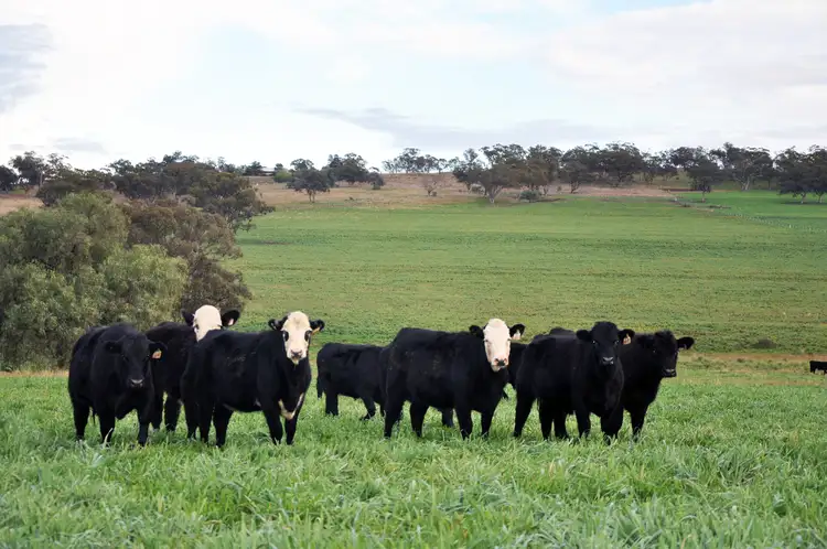 Main view of Homely rural property listing, 'South Valley' Racecourse Rd, Cassilis NSW 2329