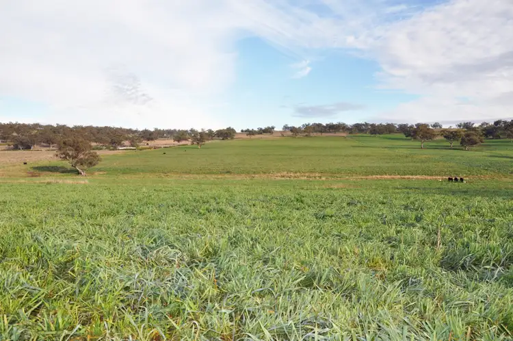 Third view of Homely rural property listing, 'South Valley' Racecourse Rd, Cassilis NSW 2329