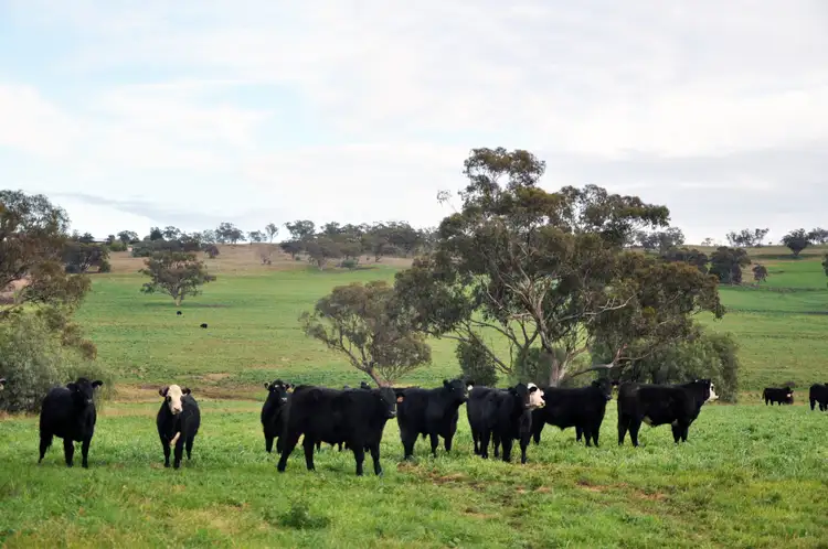 Fourth view of Homely rural property listing, 'South Valley' Racecourse Rd, Cassilis NSW 2329