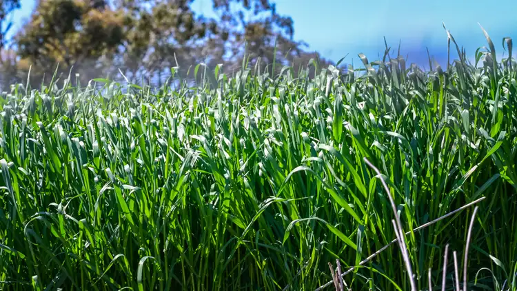 Fifth view of Homely rural property listing, 'South Valley' Racecourse Rd, Cassilis NSW 2329