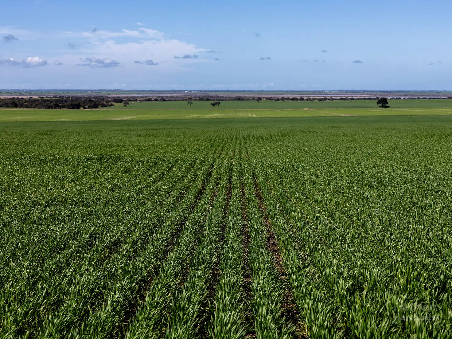 Main view of Homely rural property listing, Sect. 207 Sturt Bay Road, Warooka SA 5577