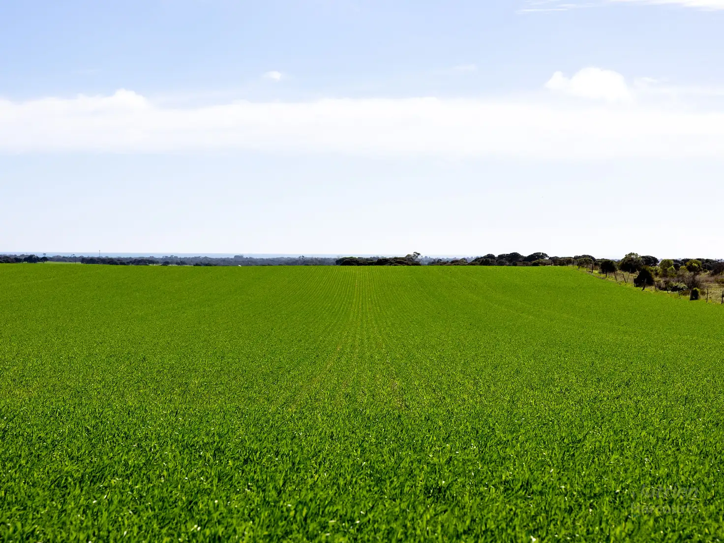 Main view of Homely rural property listing, 420 Hundred Line Road, Corny Point SA 5575