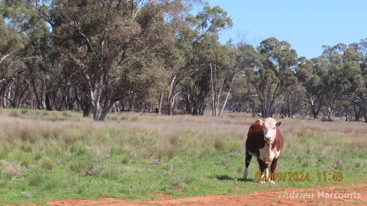 Main view of Homely rural property listing, * Needlewood, Nymagee NSW 2831