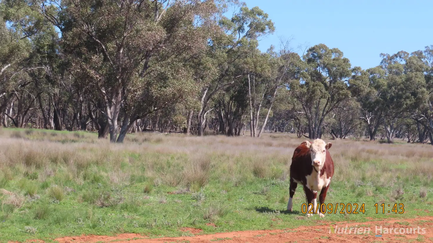 Main view of Homely rural property listing, * Needlewood, Nymagee NSW 2831