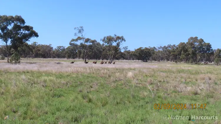 Fifth view of Homely rural property listing, * Needlewood, Nymagee NSW 2831
