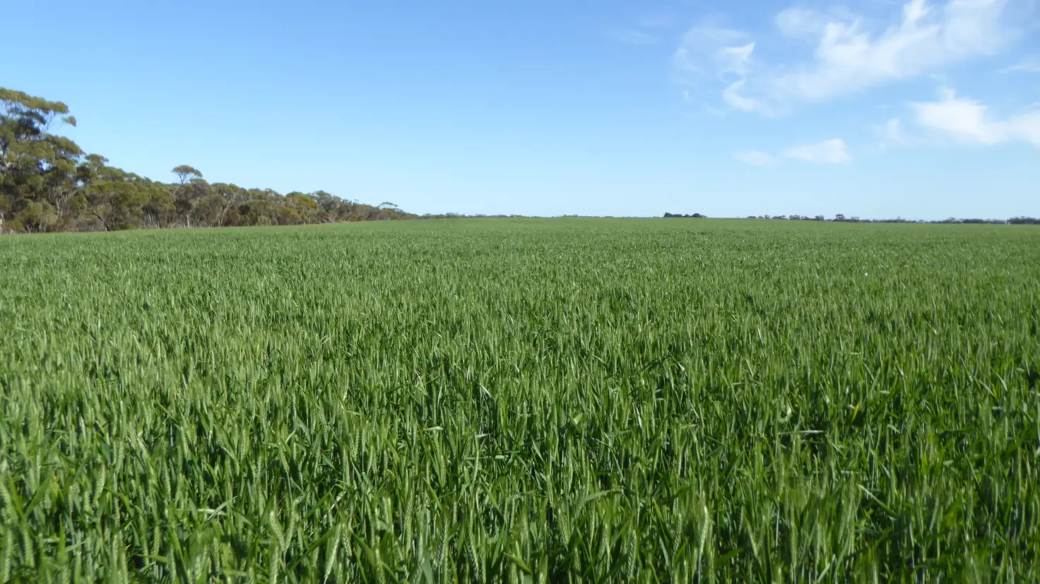 Main view of Homely rural property listing, 6485 Dukes Highway, Coonalpyn SA 5265