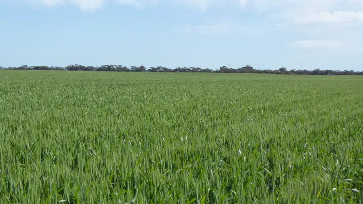 Fifth view of Homely rural property listing, 6485 Dukes Highway, Coonalpyn SA 5265