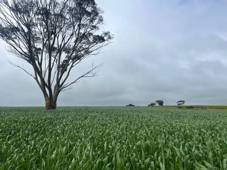 Main view of Homely rural property listing, . 'The Dam Block', Cunderdin WA 6407