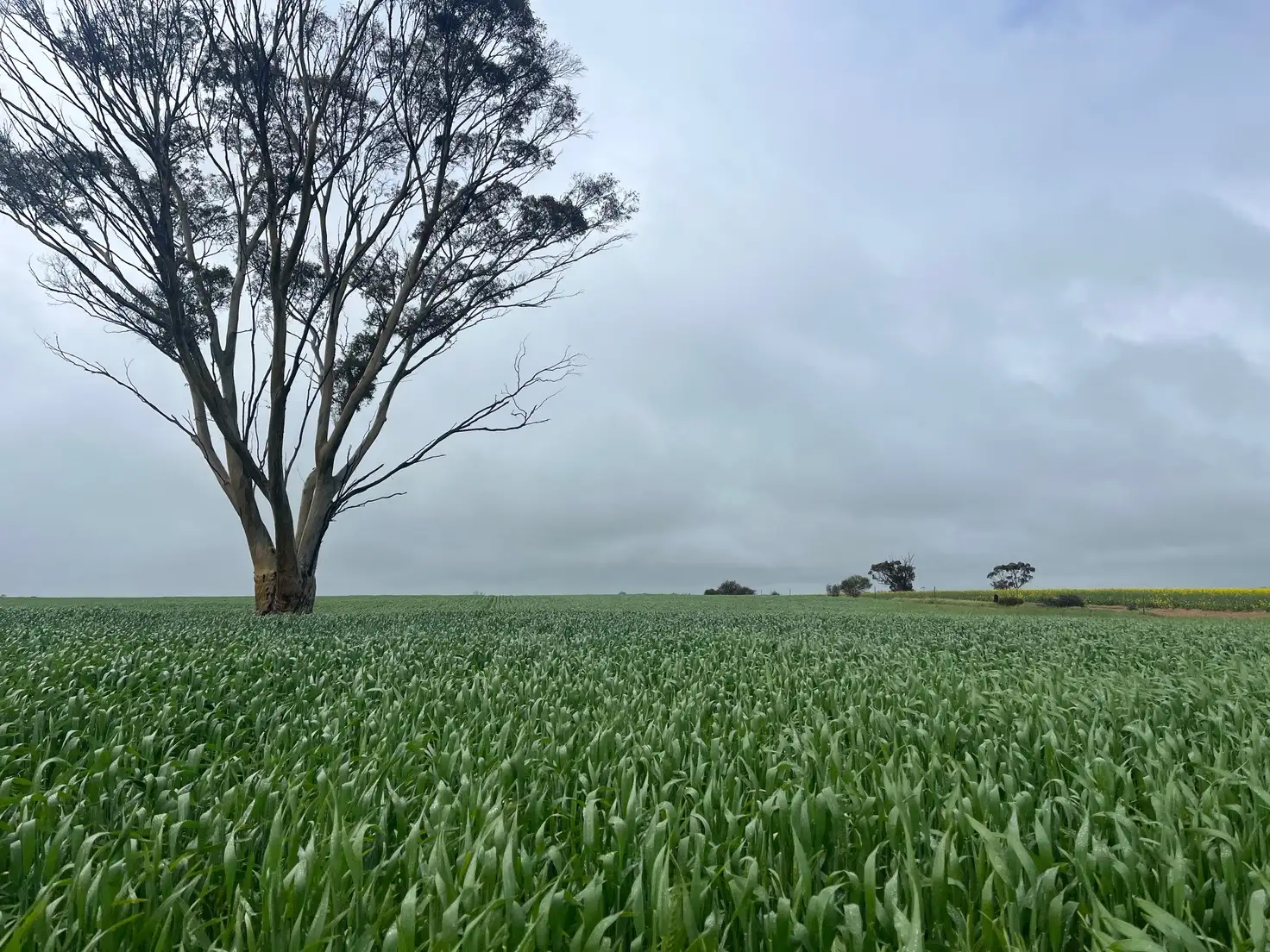 Main view of Homely rural property listing, . 'The Dam Block', Cunderdin WA 6407