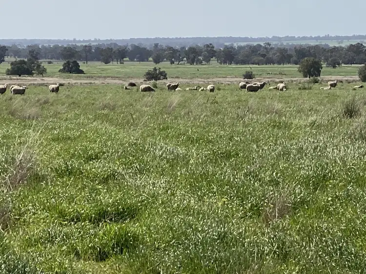 Fourth view of Homely rural property listing, 130 Hunters Lane, Bogan Gate NSW 2876