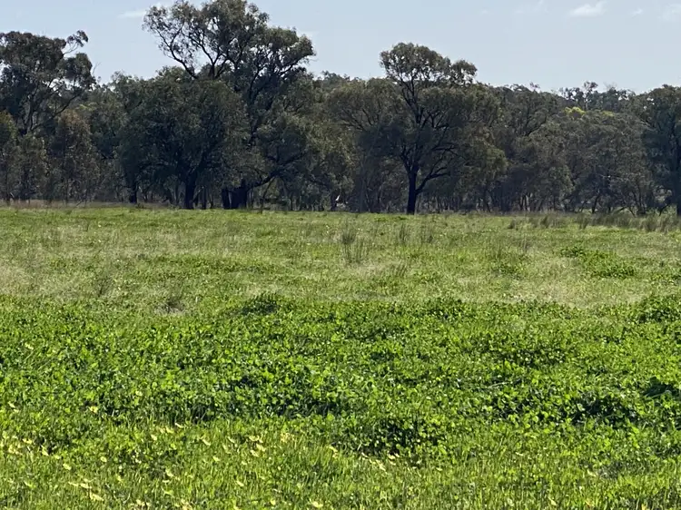 Sixth view of Homely rural property listing, 130 Hunters Lane, Bogan Gate NSW 2876
