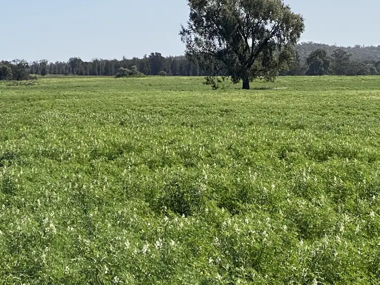 Seventh view of Homely rural property listing, 130 Hunters Lane, Bogan Gate NSW 2876