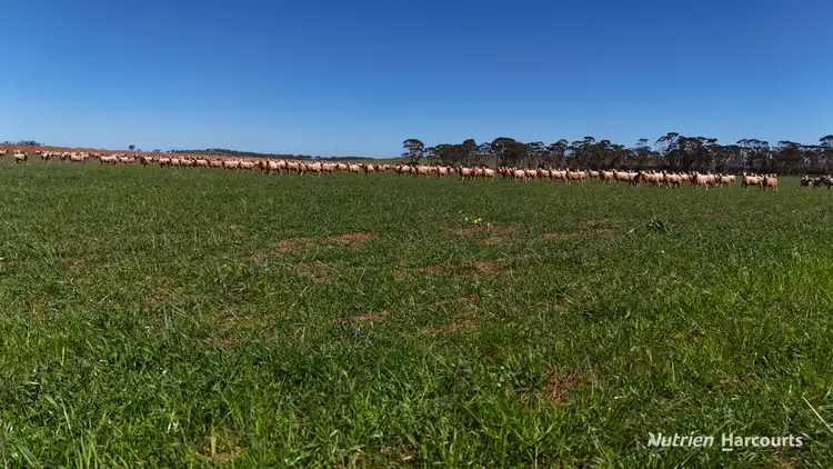 Fourth view of Homely rural property listing, 5670 Soldiers Road, West Holleton WA 6369