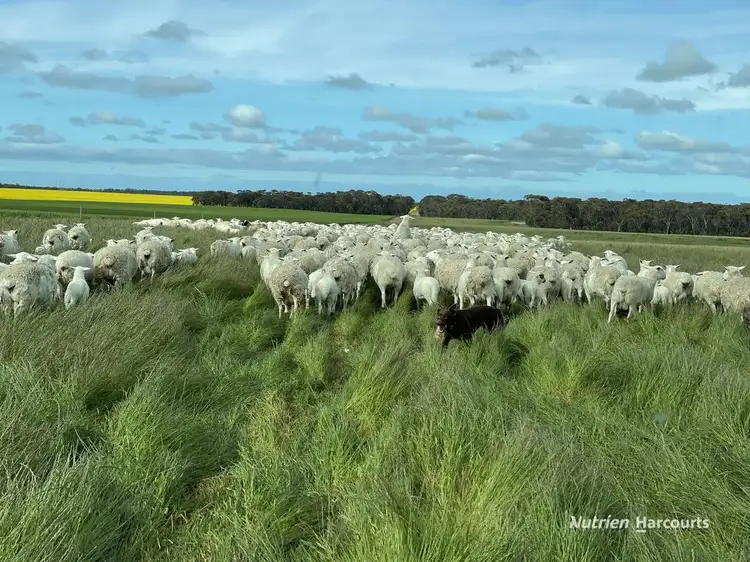 Seventh view of Homely rural property listing, 3285 Chillinup Road, Kojaneerup South WA 6328