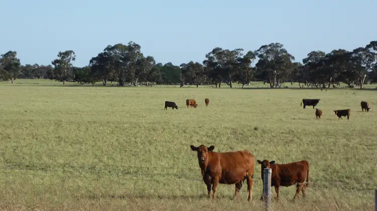 Main view of Homely rural property listing, 9297 Dukes Highway, Tintinara SA 5266