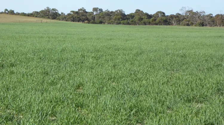 Seventh view of Homely rural property listing, 9297 Dukes Highway, Tintinara SA 5266
