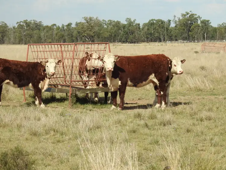 Seventh view of Homely rural property listing, 1216 Broadwater Rd, Ducklo QLD 4405