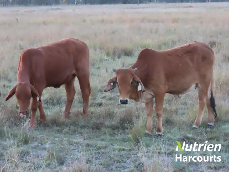Sixth view of Homely rural property listing, 277 Surcingle Road, Chinchilla QLD 4413