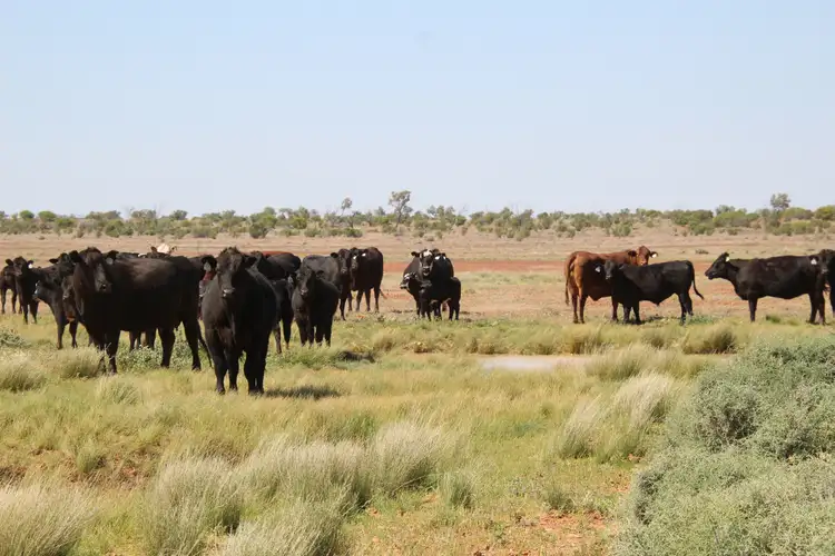 Main view of Homely rural property listing, 4781 Camerons Corner Road, Tibooburra NSW 2880