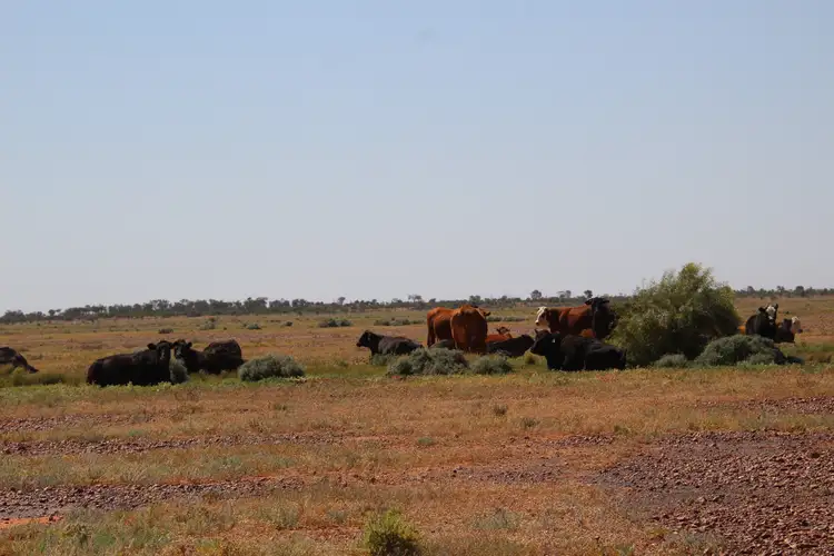 Fifth view of Homely rural property listing, 4781 Camerons Corner Road, Tibooburra NSW 2880