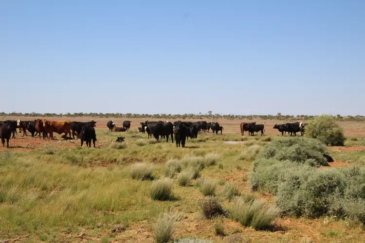 Sixth view of Homely rural property listing, 4781 Camerons Corner Road, Tibooburra NSW 2880