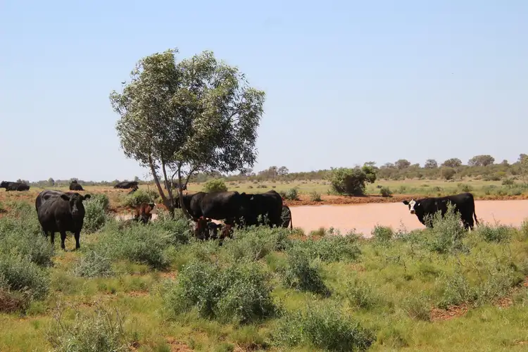 Seventh view of Homely rural property listing, 4781 Camerons Corner Road, Tibooburra NSW 2880